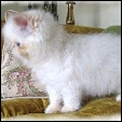 Lapeyrouse Cattery