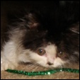 Lapeyrouse Cattery