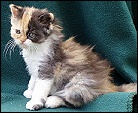 Lapeyrouse Cattery