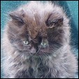 Lapeyrouse Cattery