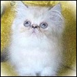 Lapeyrouse Cattery