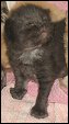 Lapeyrouse Cattery