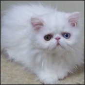 Lapeyrouse kittens