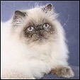 Lapeyrouse Cattery