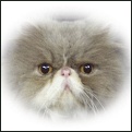 Lapeyrouse kittens