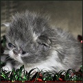 Lapeyrouse kittens