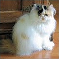 Lapeyrouse kittens