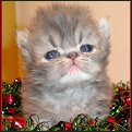 Lapeyrouse kittens