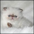 Lilac Farms Himalayan Persian Kittens
