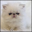 Lilac Farms Himalayan Persian Kittens