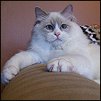 Lions Royale Ragdolls