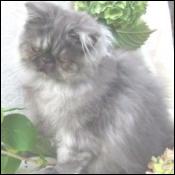 Maplehill Cattery