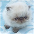 Maplehill Cattery
