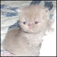Maplehill Cattery