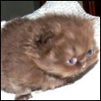 Maplehill Cattery