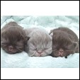 Maplehill Cattery