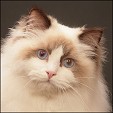 May Ware Pop Ragdolls