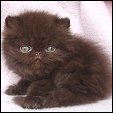 Meow House  kittens