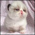 Meow House kittens