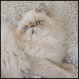 Meow House  kittens
