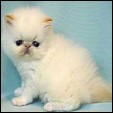 Meow House  kittens