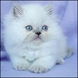Meow House  kittens