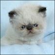 Meow House  kittens