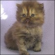Meow House  kittens