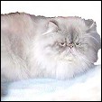 Moelle Himalayan Cattery