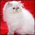 Moelle Himalayan Cattery 