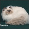 Mountainvue Cattery