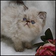 Mountainvue Cattery