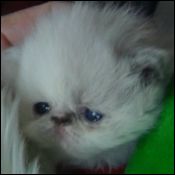 Winnplace Cattery