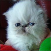 Winnplace Cattery