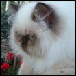 CatzR4me Persians