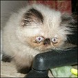 KCatzR4me Persians