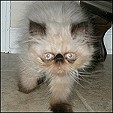 CatzR4me Persians