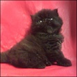 Persian Kitten from Chatelle Cattery