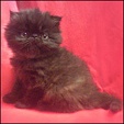Persian kitten from Chatelle Cattery