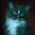 Chocolottadolls Ragdoll