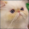 Donegal Cattery