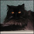 Donegal Cattery