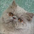 Donegal Cattery
