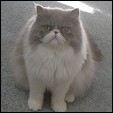 Donegal Cattery