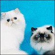 Donegal Cattery