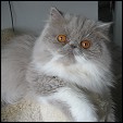Donegal Cattery