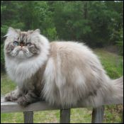 Donegal Cattery