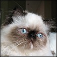 Donegal Cattery