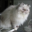 Donegal Cattery