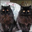 Donegal Cattery